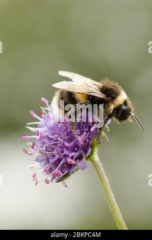 Eine Biene, die auf einem Teufelsbiss balanciert ist skabiöser Blumenkopf vor einem diffusen, gedämpften grünen Hintergrund Stockfoto