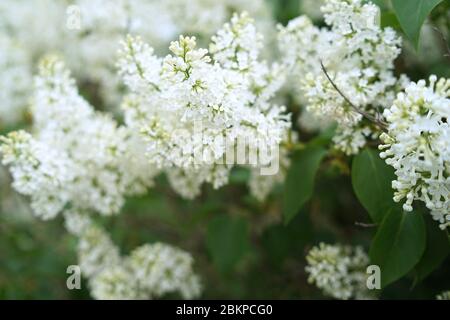 Syringa (weiß) ist eine Gattung von 12 derzeit anerkannten Arten von blühenden Gehölzen in der Familie der Oliven (Oleaceae), die in Wald und Macchia beheimatet. Stockfoto