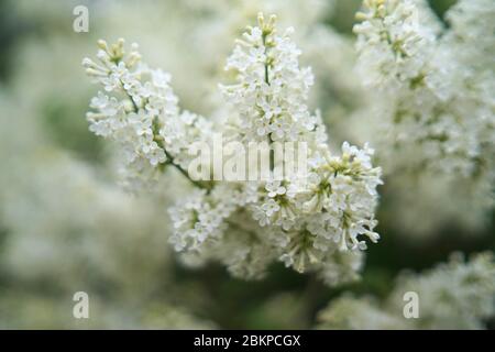 Syringa (weiß) ist eine Gattung von 12 derzeit anerkannten Arten von blühenden Gehölzen in der Familie der Oliven (Oleaceae), die in Wald und Macchia beheimatet. Stockfoto