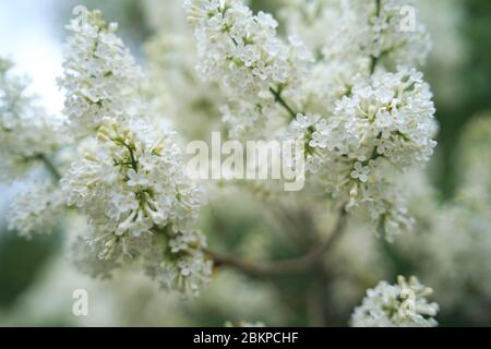 Syringa (weiß) ist eine Gattung von 12 derzeit anerkannten Arten von blühenden Gehölzen in der Familie der Oliven (Oleaceae), die in Wald und Macchia beheimatet. Stockfoto