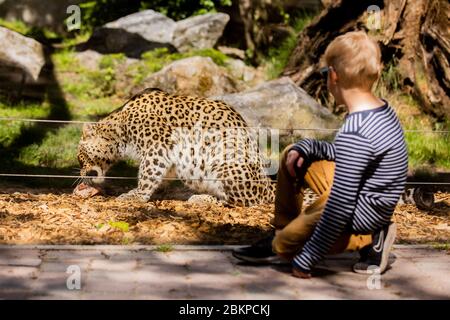 05. Mai 2020, Nordrhein-Westfalen, Münster: Leonhard sieht im Allwetterzoo einen Gepard beim Essen. Der Allwetterzoo hat seine Türen für Besucher zum ersten Mal seit der Ausbreitung des Coronavirus geöffnet. Foto: Rolf Vennenbernd/dpa Stockfoto