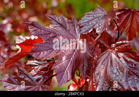 norwegenahorn, purpurroter Laubbaum, norfolk, england Stockfoto