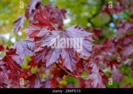 norwegenahorn, purpurroter Laubbaum, norfolk, england Stockfoto