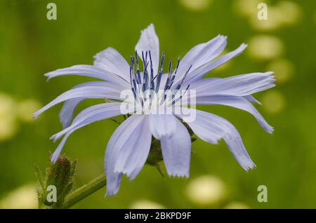 Eine Nahaufnahme einer blassblauen Zichorienblüte vor einem blassgrünen Hintergrund Stockfoto