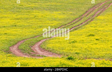 Schlammige Spuren, die durch ein Feld von lebendigen Wildblumen schneiden Stockfoto
