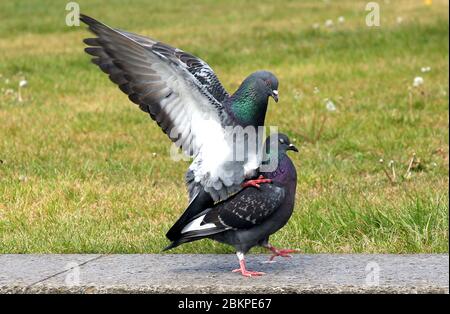 Berlin, Deutschland. Mai 2020. Zwei Stadttauben flüstern im verlassenen Lustgarten im Bezirk Mitte. Quelle: Wolfgang Kumm/dpa/Alamy Live News Stockfoto