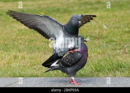 Berlin, Deutschland. Mai 2020. Zwei Stadttauben flüstern im verlassenen Lustgarten im Bezirk Mitte. Quelle: Wolfgang Kumm/dpa/Alamy Live News Stockfoto