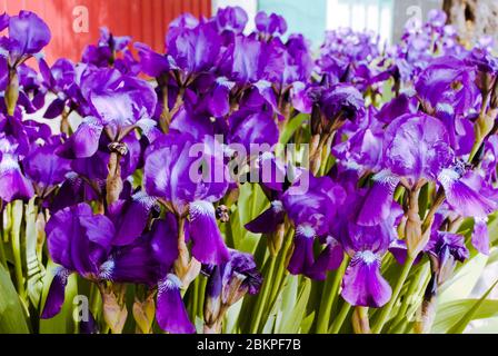 Lila Frühlingsblumen. Mitte des Frühlings. Stockfoto