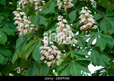 Italien, Lombardei, Crema, Kastanienbaum im Pferd in Blume, Aesculus Hippocastanum Blume. Stockfoto