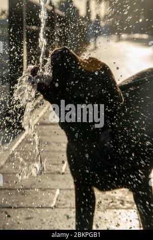 Ein Sonnenuntergang Silhouette von meinem Hund, der ein Getränk von einem Trinkbrunnen und machen ein Chaos aus ihm während eines Spaziergangs in Marbella, Spanien Stockfoto