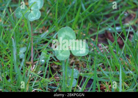 Nahaufnahme von weißem Klee im Gras Stockfoto