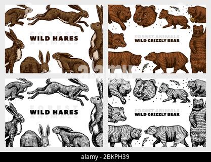 Grizzly Bär und Hasen Hintergrund. Kaninchen und Hase, Braune Wildtiere. Handgezeichnete gravierte alte Skizze für T-Shirt, Karten oder Banner oder Poster. Seite Stock Vektor