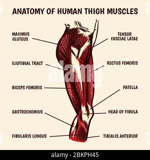 Anatomie der menschlichen Oberschenkelmuskulatur im Vintage-Stil. Handgezeichnete einfarbige Skizze mit Gravur. Vektorgrafik. Poster oder Banner für den Biologieunterricht Stock Vektor