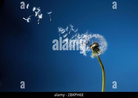 Löwenzahn mit Samen, die im Wind in blauen Himmel wegblasen. Stockfoto