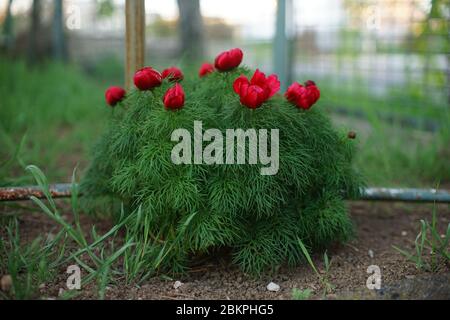 Pfingstrosen-Blütenstrauch mit jungen roten Knospen wächst im Garten Stockfoto
