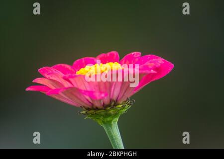 Eine einzelne rote Zinnia elegans Blume. Zinnia ist eine Pflanzengattung des Sonnenblumenstammes innerhalb der Gänseblümchenfamilie. Sie sind heimisch zum Schrubben und trockenen Gras Stockfoto