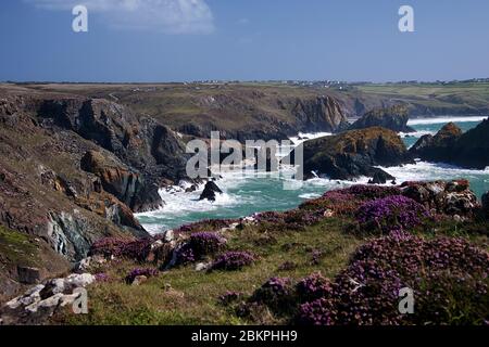 Blick hinunter auf Kynance Cove an der Südküste von Cornwall Stockfoto