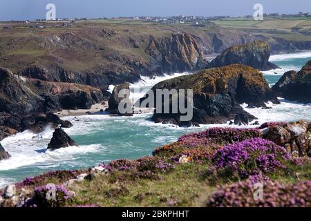 Blick hinunter auf Kynance Cove an der Südküste von Cornwall Stockfoto