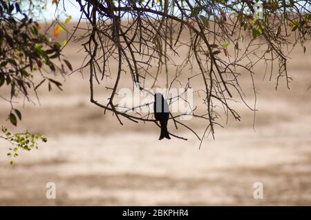 Silhouette eines einsitzenden Vogels auf einem Ast Stockfoto