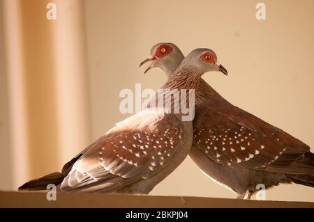 Zwei schöne Stock Dove (Columba oenas) zeigt Leidenschaft und Liebe. Die Stocktaube (Columba oenas) ist eine Vogelart in der Familie Columbidae, der Taube Stockfoto