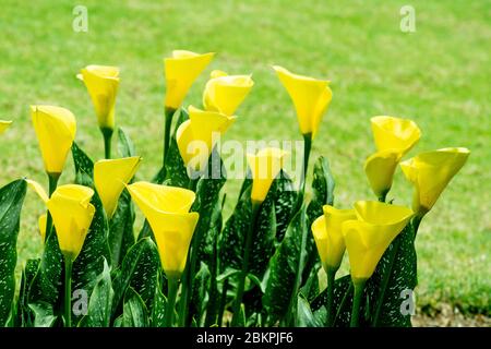 Zantedeschia ist eine Gattung von acht Arten von krautigen, mehrjährigen, blühenden Pflanzen in der Familie Araceae, aus Südafrika heimisch südlichen Afrika Stockfoto