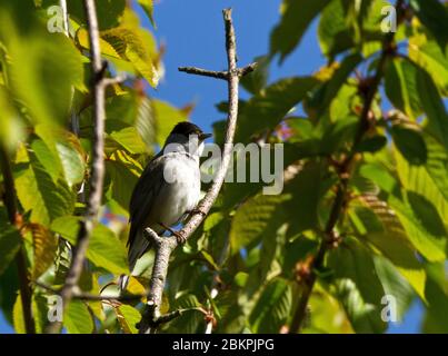 Ein männlicher Backcap sitzt in einem Baum in der Nähe, wo sein braun bedeckter Partner auf einem Gelege von Eiern aufnäht. Die meisten Blackcap wandern aus dem Vereinigten Königreich, aber einige rem Stockfoto