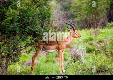 Ein einziger Wildhirsch in einem Safari Park in Afrika. Diese schnellen agilen Tiere werden von den größeren Tieren wie Löwen, Cheetas gejagt. Sie sind also sehr wachsam A Stockfoto