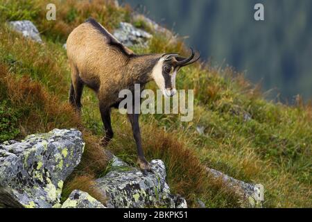 Energische tatra Gämsen, die mit Felsen und grünem Gras den Hang hinunter fahren. Stockfoto