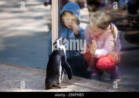 05. Mai 2020, Nordrhein-Westfalen, Münster: Marie und Pino schauen im Allwetterzoo einen Pinguin in Brille an. Der Allwetterzoo hat seine Türen für Besucher zum ersten Mal seit der Ausbreitung des Coronavirus geöffnet. Foto: Rolf Vennenbernd/dpa Stockfoto