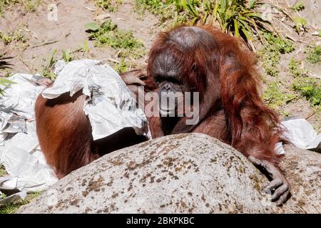 05. Mai 2020, Nordrhein-Westfalen, Münster: Orang-Utan Mandi sieht die FAZ im Allwetterzoo, deren Titel sie heute ziert. Der Allwetterzoo hat seine Türen für Besucher zum ersten Mal seit der Ausbreitung des Coronavirus geöffnet. Foto: Rolf Vennenbernd/dpa Stockfoto