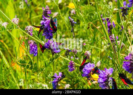 Sechs-Punkt-Burnett-Motten (Zygaena filipendulae) auf Tuftweckwecke (Vicia cracca), Sutton Manor, in der Nähe von St Helens, Merseyside Stockfoto