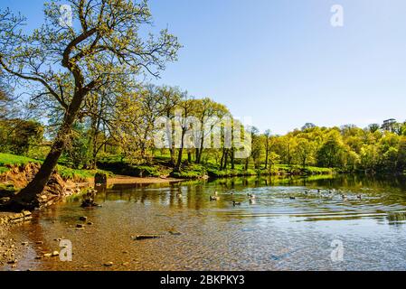 Crook O Lune in der Nähe von Lancaster Lancashire Stockfoto