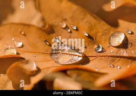 Gelbe, braune, orange getrocknete Eichenblätter. Eichenorange Blätter im Wald. Herbst Eichenblätter im Herbst. Herbst Eichenblätter Hintergrund Stockfoto