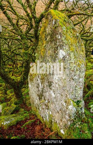 Wistman Holz-einen kleinen Rest des alten Waldes auf Dartmoor Devon Stockfoto