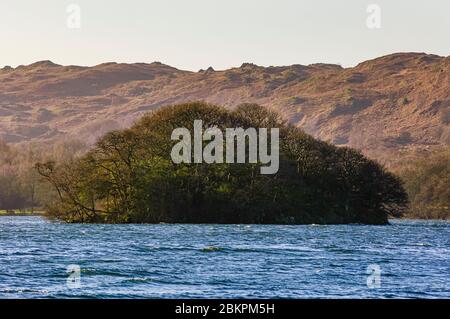 Peel Island auf Coniston Water, Lake District, das Hauptmodell für Wild Cat Island in Arthur Ransome Schwalben und Amazonen Bücher Stockfoto