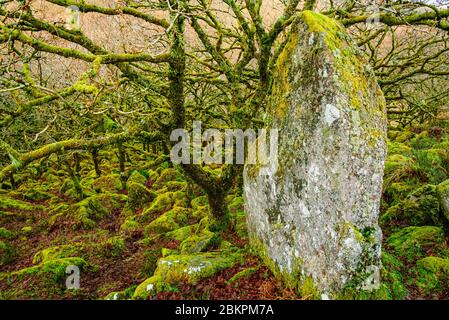 Wistman Holz-einen kleinen Rest des alten Waldes auf Dartmoor Devon Stockfoto