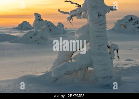Landschaft mit schneebedeckten Bäumen im Polarwald unter Sonnenuntergang Stockfoto