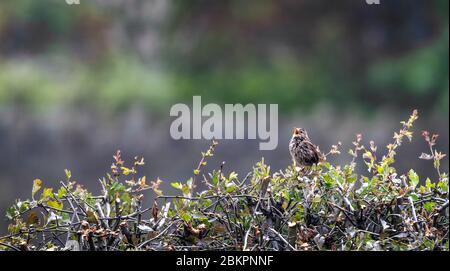 Wren, Troglodytidae, singend, während auf einer Hecke thront Stockfoto