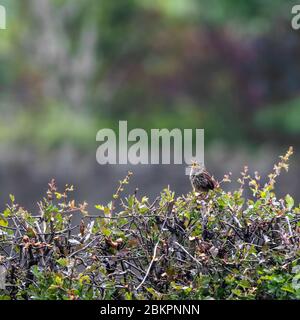 Wren, Troglodytidae, singend, während auf einer Hecke thront Stockfoto