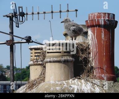 Kleine englische Möwe Küken auf einem Schornstein Stapel Vorbereitung zu fliegen. Der geniale Elternteil hat ein ungewöhnliches 'Penthouse' Nest gebaut, das die Räume zwischen Anti-Niststangen füllt, die platziert wurden, um Möwen vom Nisten abzuhalten, und hat sogar eine der Stäbe einer Fernsehantenne bei der Konstruktion verwendet, um Vogelintelligenz zu demonstrieren. Stockfoto