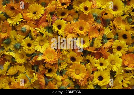 Ringelblumen Stockfoto