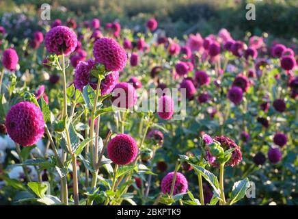 Dahlien Stockfoto