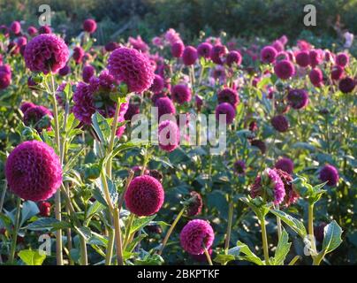 Dahlien Stockfoto