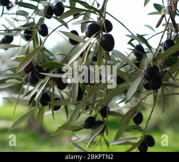 Oliven auf dem Baum, in Südspanien Stockfoto