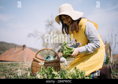 Fokussierte Frau mit Hut zerreißenden Salatblättern. Gärtnerin Frau mit Sonnenhut Kommissionierung frische Salatblätter aus dem Hof in der Frühjahrssaison. Stockfoto