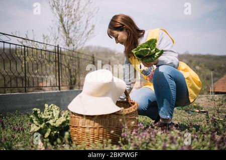 Gärtnerin im Garten hockt und Blätter pflücken. Frau mit Sonnenhut im Garten sitzen und reißen Salat hinterlässt hinter Korbkorb Stockfoto