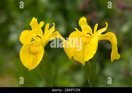 Zwei gelbe Flaggen Iris, gelbe Flagge Iris, Flagge Iris, gelbe Iris, Iris pseudacorus, marginale Teichpflanzen, Mai Stockfoto