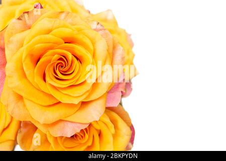 Gelbe Rose auf weißem Hintergrund. Stockfoto