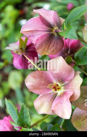 Nahaufnahme von schönen rosa Helleboren, die in einem Frühlingsgarten in Großbritannien blühen Stockfoto