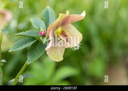 Nahaufnahme einer rosa Hellebore, die in einem englischen Garten vor einem verschwommenen grünen Hintergrund blüht, England, Großbritannien Stockfoto